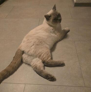 Foto - Etagenwohnung zur Miete in Schweinfurt