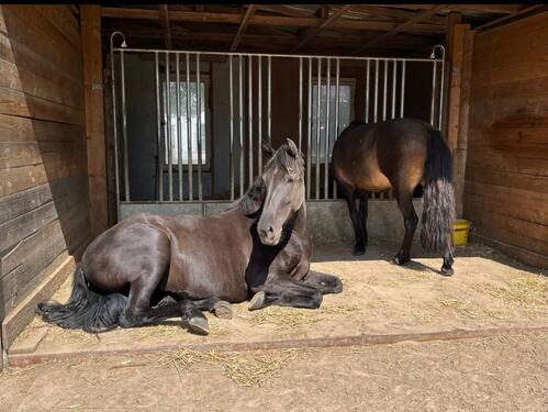 Foto - Wohnen mit Pferden ! Sonnige 4 Zimmerwohnung ! 120qm !