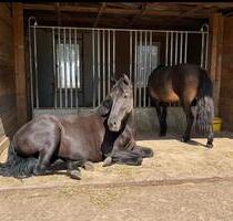 Wohnen mit Pferden ! Sonnige 4 Zimmerwohnung ! 120qm ! - Rheinsberg Luhme