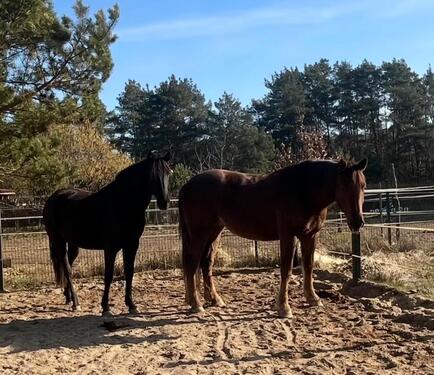 Foto - 4 Zimmer Etagenwohnung zur Miete in Rheinsberg