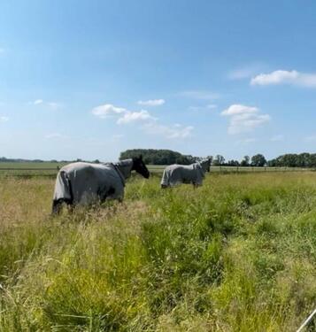 Foto - Selbstversorger Pferdehof Bauernhof Leben mit Tieren