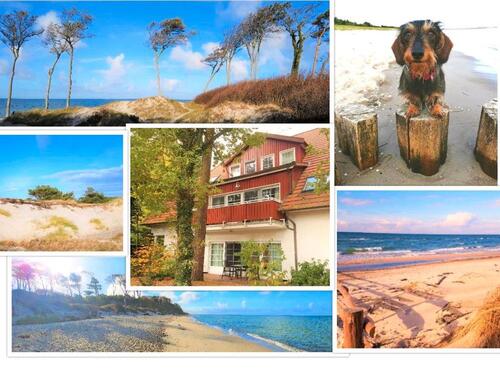 Foto - Ferienwohnung FEWO Prerow Hund willkommen nah am Strand Wald