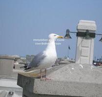Ebenerdig wohnen - Einkauküche neuwertig - Moormerland