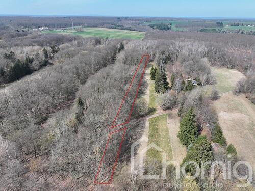 Foto - Kompakter Laubmischwald ca. 1.740 m² bei Sangerhausen - Idylle pur in der Waldsiedlung