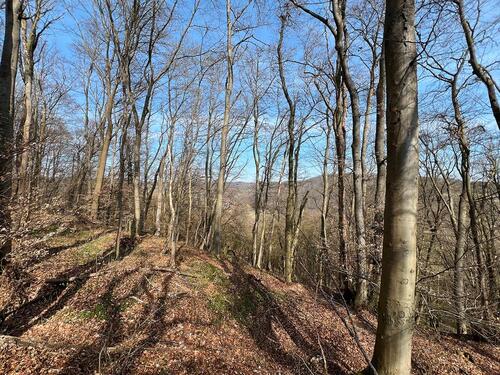 Foto - Grundstück in Sangerhausen zum Kaufen