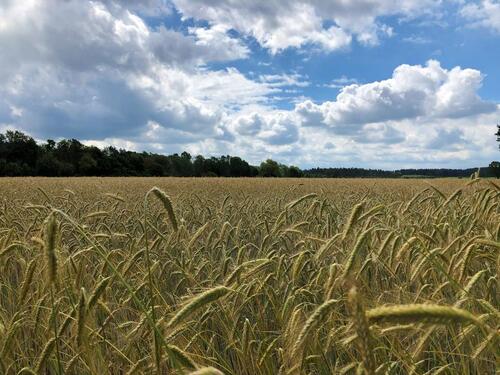 Foto - 0,67 ha Ackerland für Bio-Landwirtschaft, StillegungKompensation