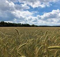 0,67 ha Ackerland für Bio-Landwirtschaft, StillegungKompensation - Spenge