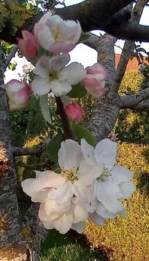 Foto - Einfamilienhaus in Südbrookmerland