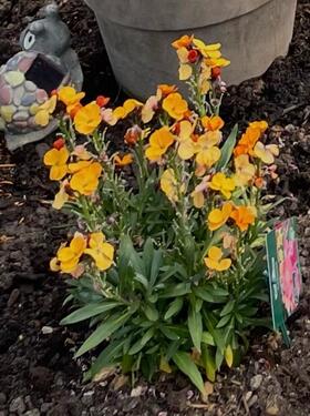 Foto - Kleingarten 140 im KGV Leuben, zur Pacht