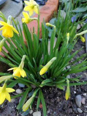Foto - Einfamilienhaus in Rastatt zum Kaufen