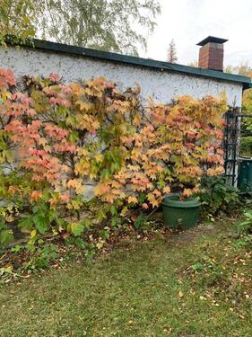 Foto - Grundstück in Doberschau-Gaußig zur Miete