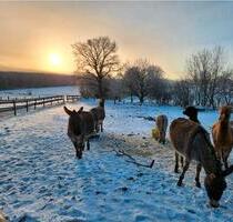 FerienwohnungBauernhofMonterzimmer Radlerquartier Last - Hanerau-Hademarschen