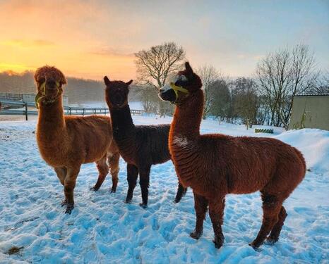 Foto - andere in Hanerau-Hademarschen