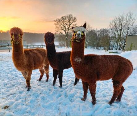 Foto - FerienwohnungBauernhofLast Minute Urlaub mit Hund