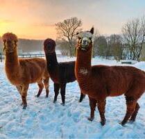 FerienwohnungBauernhofLast Minute Urlaub mit Hund - Hanerau-Hademarschen