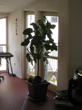 Foto - Etagenwohnung zur Miete in Sennfeld