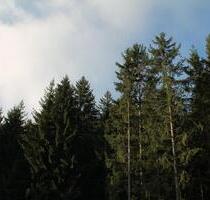 ruhige 2,5 Zimmerwohnung II. Stock - keine Nachzahlung - Arrach