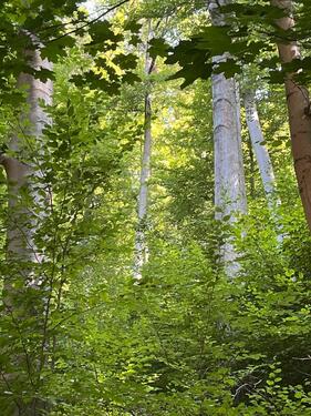 Foto - Wald in Kreiensen - 3,00 EUR Kaltmiete, ca.  0,00 m²