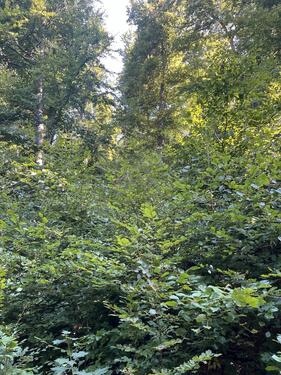 Foto - Grundstück in Einbeck zur Miete