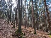 Foto - Waldgrundstück - 5,00&nbsp;EUR Kaltmiete, ca.&nbsp; 0,00&nbsp;m&sup2;