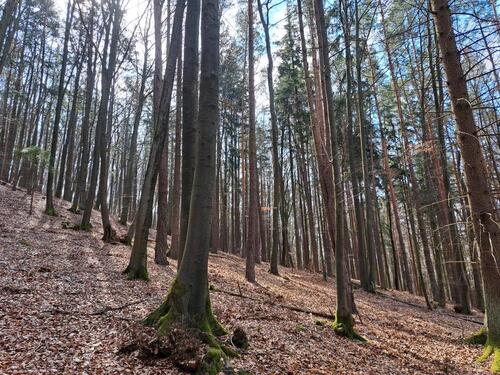 Foto - Waldgrundstück - 5,00&nbsp;EUR Kaltmiete, ca.&nbsp; 0,00&nbsp;m&sup2;