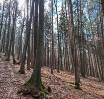 Waldgrundstück - 4,00&nbsp;EUR Kaltmiete, ca.&nbsp; 0,00&nbsp;m&sup2; in Kastl (PLZ: 92280)