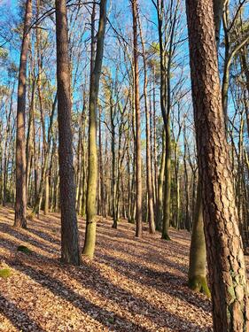 Foto - Grundst&uuml;ck in Kastl zur Miete