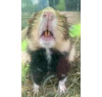 Haus WG mit und für Kind - 2.000,00&nbsp;EUR Kaltmiete, ca.&nbsp; 200,00&nbsp;m&sup2; in Kiel (PLZ: 24114) Südfriedhof