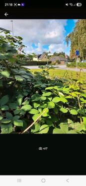 Foto - Grundst&uuml;ck in Oppenheim zur Miete