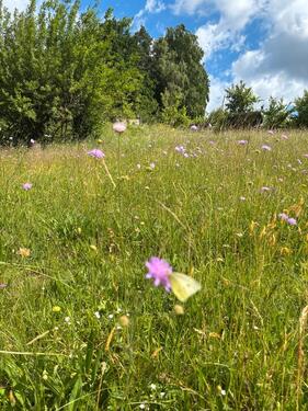 Foto - Idyllisches Freizeitgrundstück Wiese zu verpachten