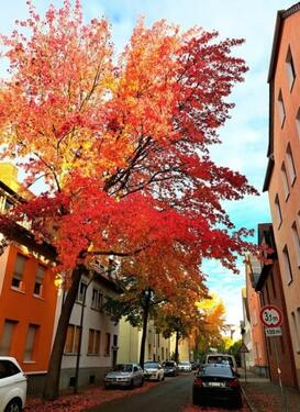 Foto - 3-Zimmerwohnung in Osnabrück-Schinkel, ruhig, großer Garten