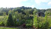 Foto - Pacht-Kleingarten mit großem Gemüsebeet und Gartenhaus
