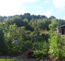 Pacht-Kleingarten mit großem Gemüsebeet und Gartenhaus - Ratzeburg