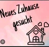 Bitte Text lesen,2 Zimmer Wohnung ländlich,ca.50 Quadratmeter - Oeversee