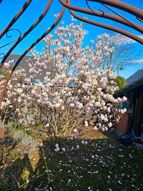 Foto - 5 Zimmer Einfamilienhaus in Jork