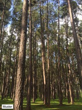 Foto - Kleines Wald stück, Forst – ideal für Brennholz & Naturfreunde