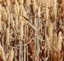 25.811 m2 Ackerland landwirtschaftliche Fläche Wallersdorf