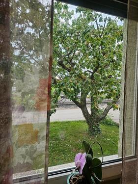 Foto - 3 Zimmer Etagenwohnung zur Miete in Schwaigern