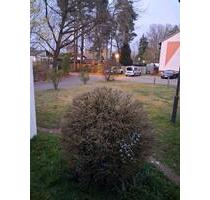 zu Vermieten - 30,00&nbsp;EUR Miete, in Homburg (PLZ: 66424)