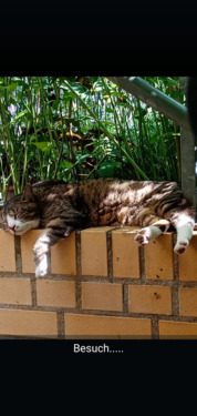 Foto - Schöne Wohnung zu vermieten - 700,00&nbsp;EUR Kaltmiete, ca.&nbsp; 69,00&nbsp;m&sup2;