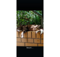 Schöne Wohnung zu vermieten - 700,00 EUR Kaltmiete, in Halle (Saale) (PLZ: 06114) Am Wasserturm/Thaerviertel