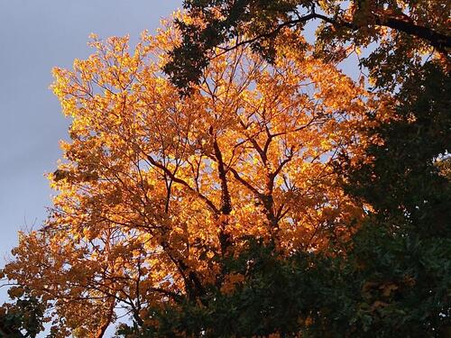 Foto - 2 Zimmer Etagenwohnung zur Miete in Halle (Saale)
