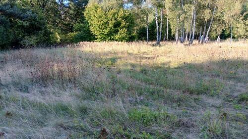 Foto - Grundstück in Meine