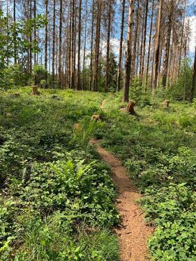 Foto - 8 Zimmer Mehrfamilienhaus, Wohnhaus zum Kaufen in Wolfenbüttel