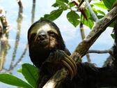 Foto - WOHNUNG mit Garten 400 m vom Pazifik in COSTA Rica langfristig zu vermieten ☎️ 0178