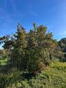 Foto - GartenKleingarten - 600,00 EUR Kaltmiete, ca.  0,00 m²