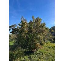 GartenKleingarten - 600,00 EUR Kaltmiete, ca.  0,00 m² in Greifswald (PLZ: 17491) Groß Schönwalde