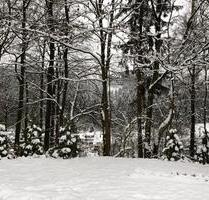 Ferienhaus im Harz Kapitalanlage Renditeobjekt Sauna - Clausthal-Zellerfeld