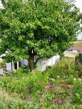 Foto - Grundst&uuml;ck zur Miete in Eisenhüttenstadt