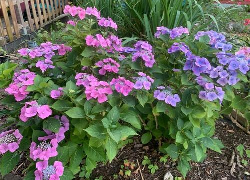 Foto - Schrebergarten, Kleingarten. - 4.300,00&nbsp;EUR Kaltmiete, ca.&nbsp; 0,00&nbsp;m&sup2;